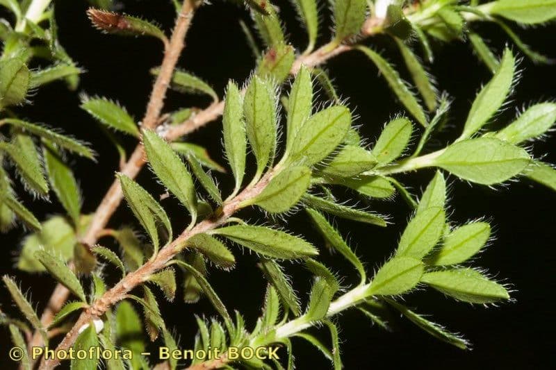 Rhodothamnus 20