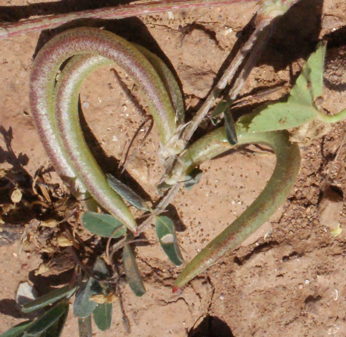 Astragalus hamosus 3
