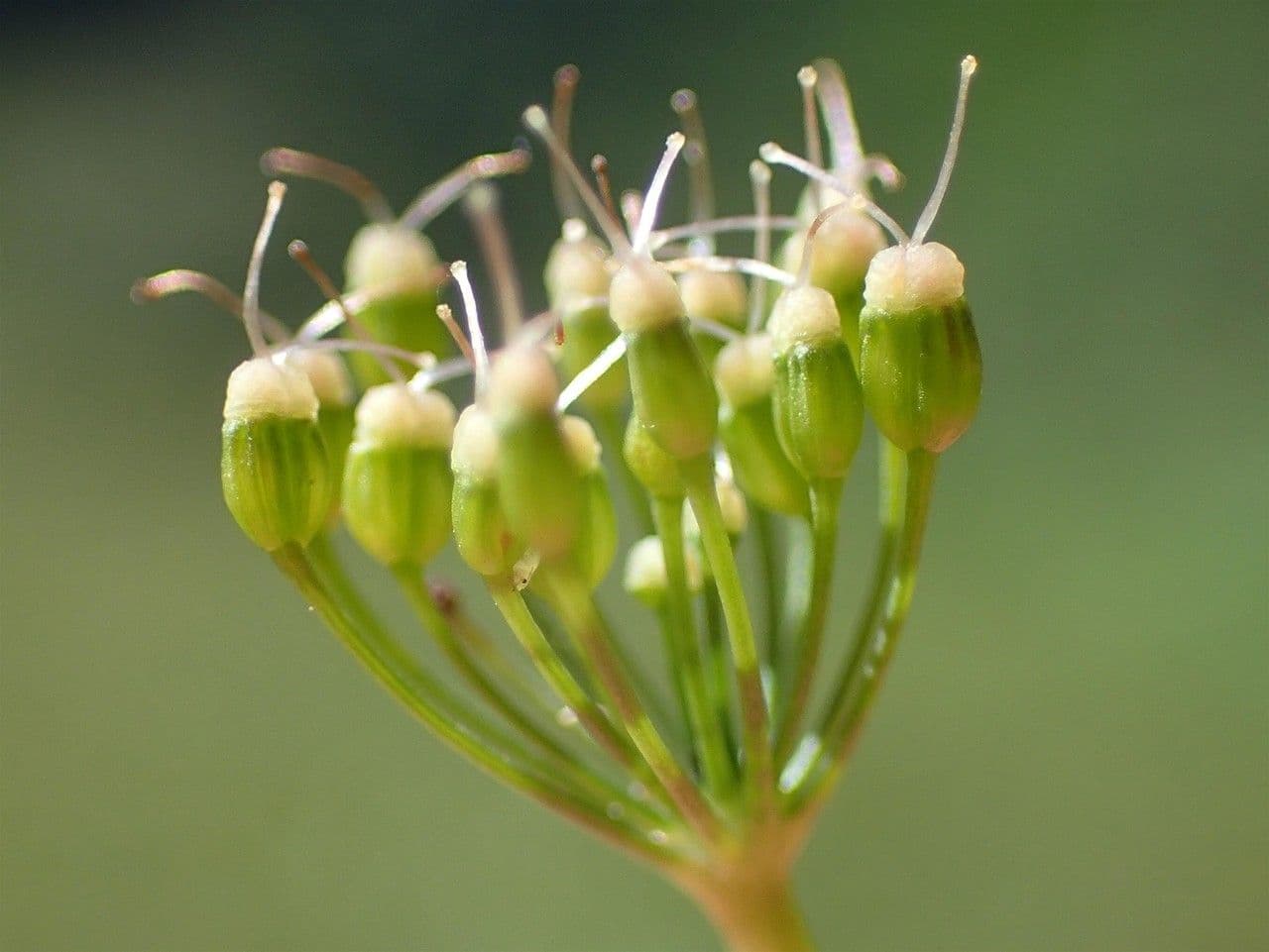 Große Bibernelle 2