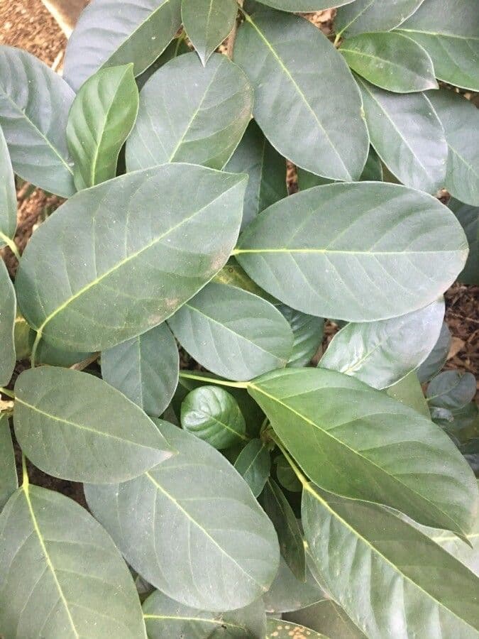 Dendropanax 11