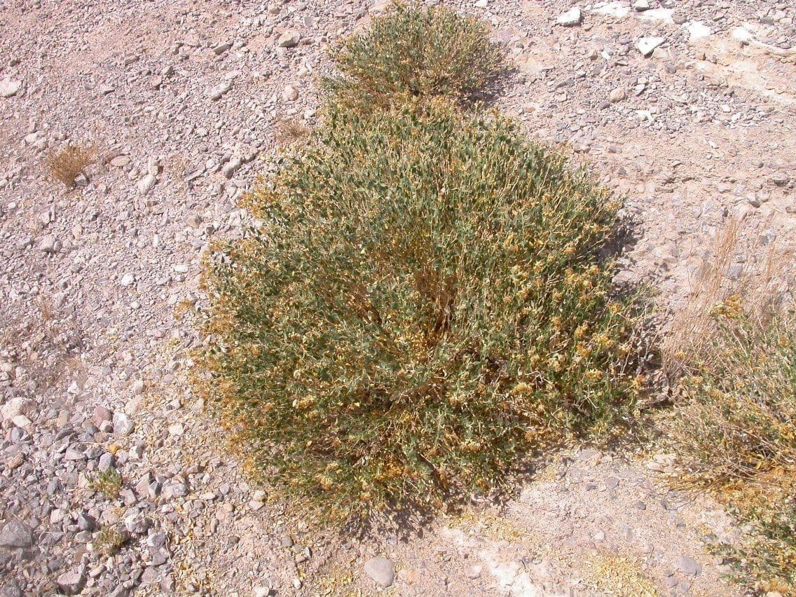 Petalonyx 6