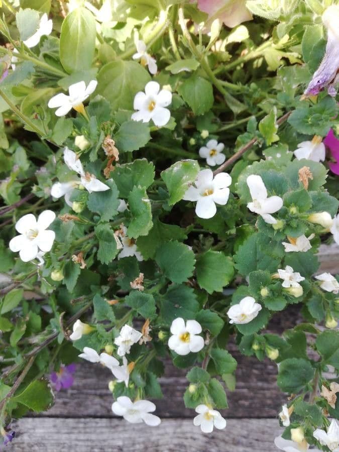 Bacopa rastrera 3