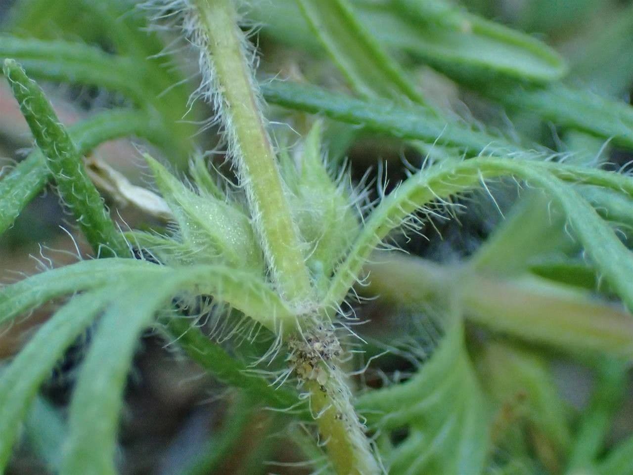 Bugle petit-pin 18
