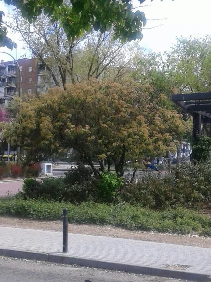 Photinia serrata 12