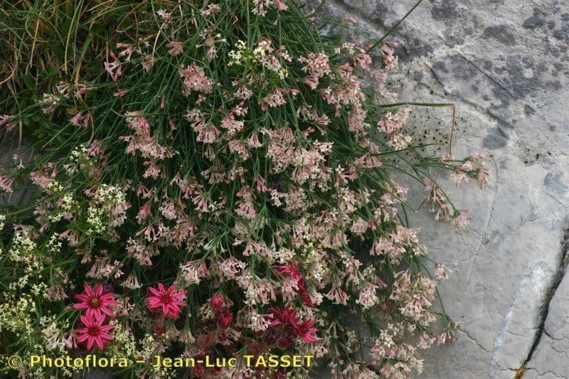 Asperula aristata 11