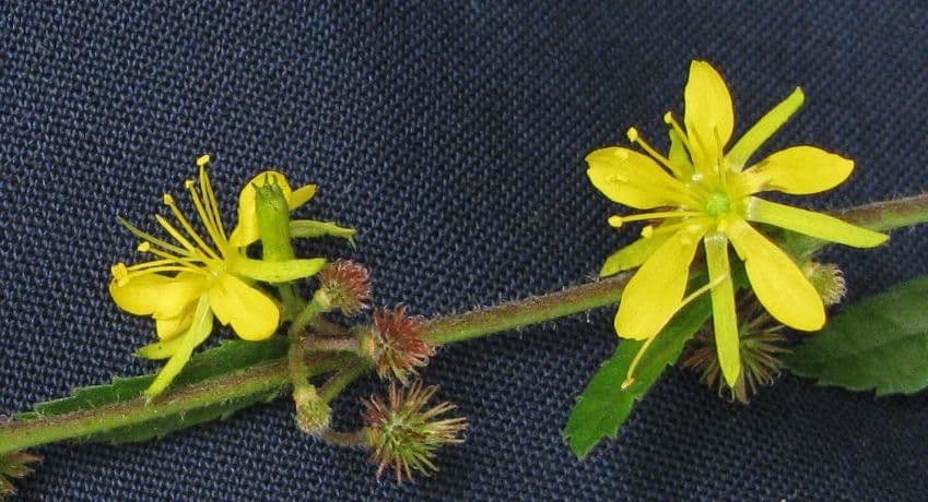 Triumfetta bogotensis