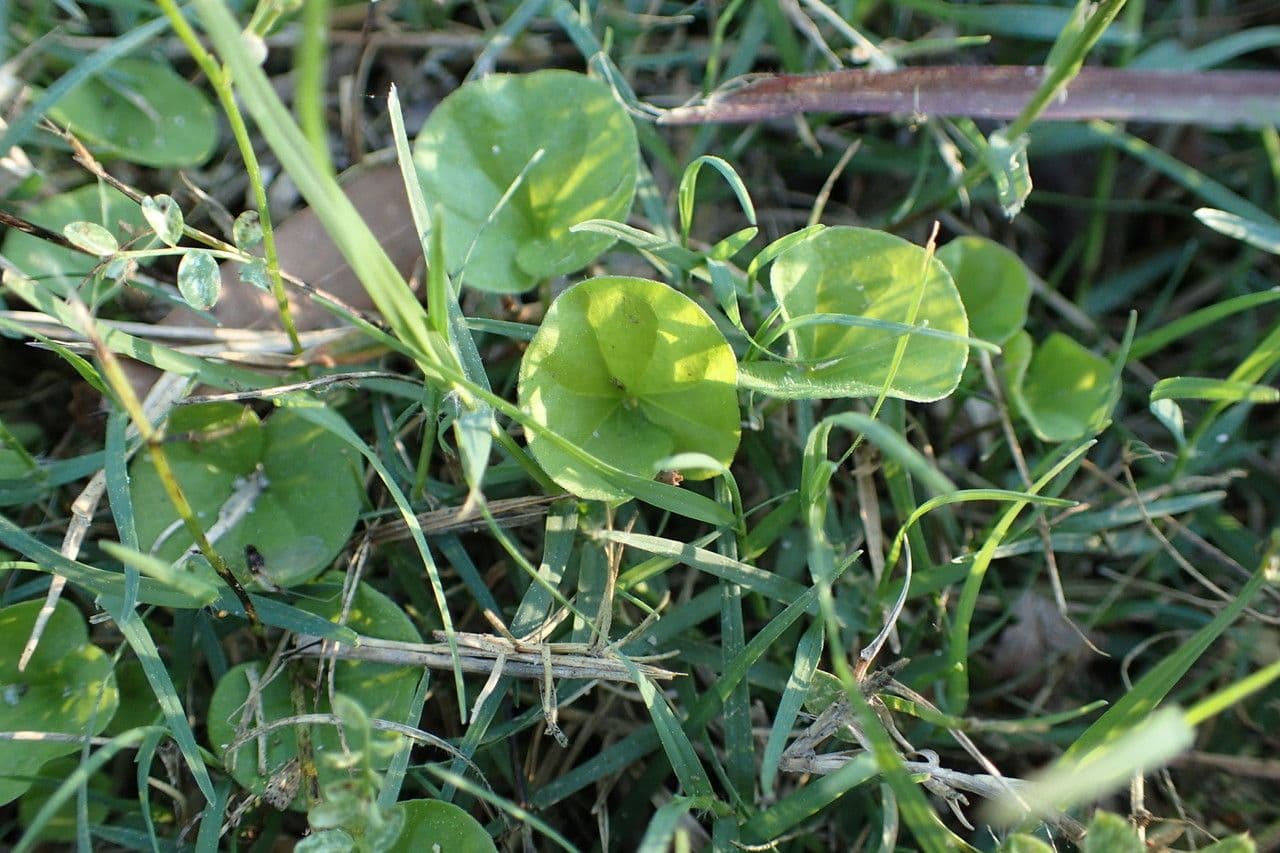Dichondra 7