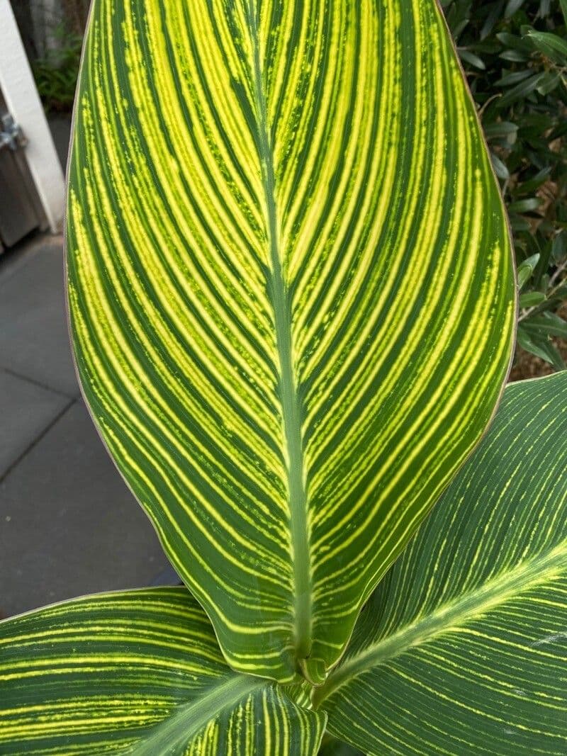 Canna paniculata