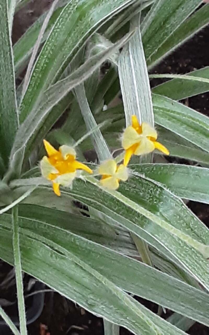 Hypoxis