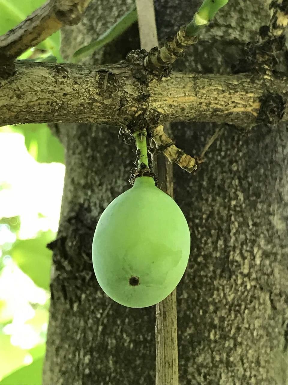Garcinia livingstonei 19