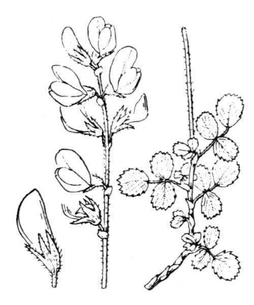 Ononide aragonese 16
