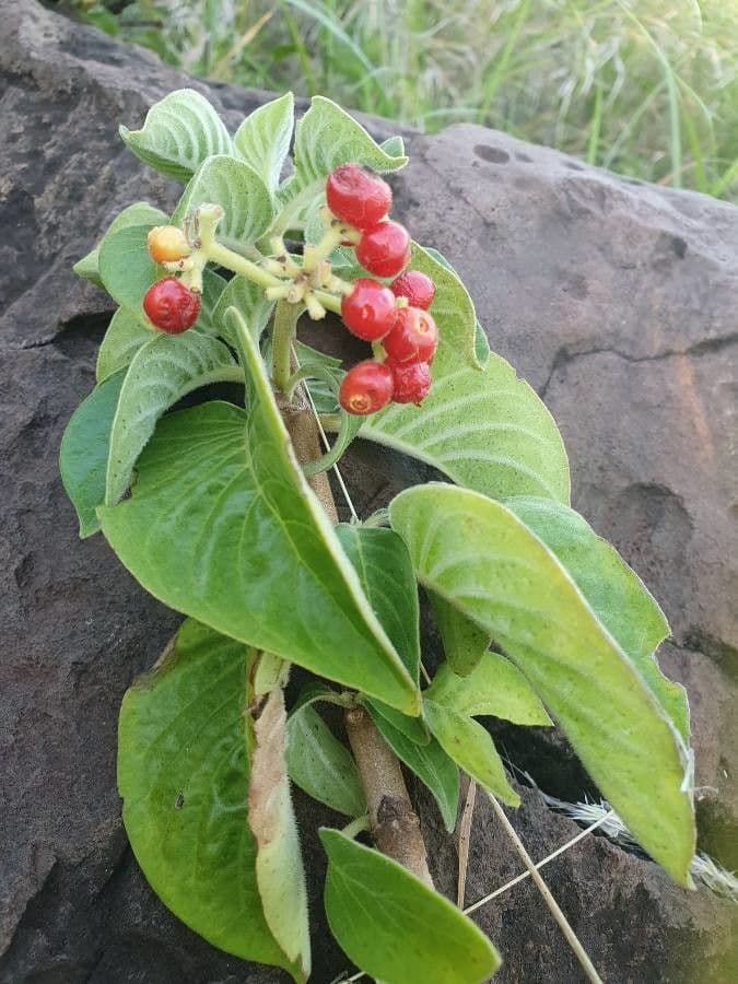 Psychotria 4