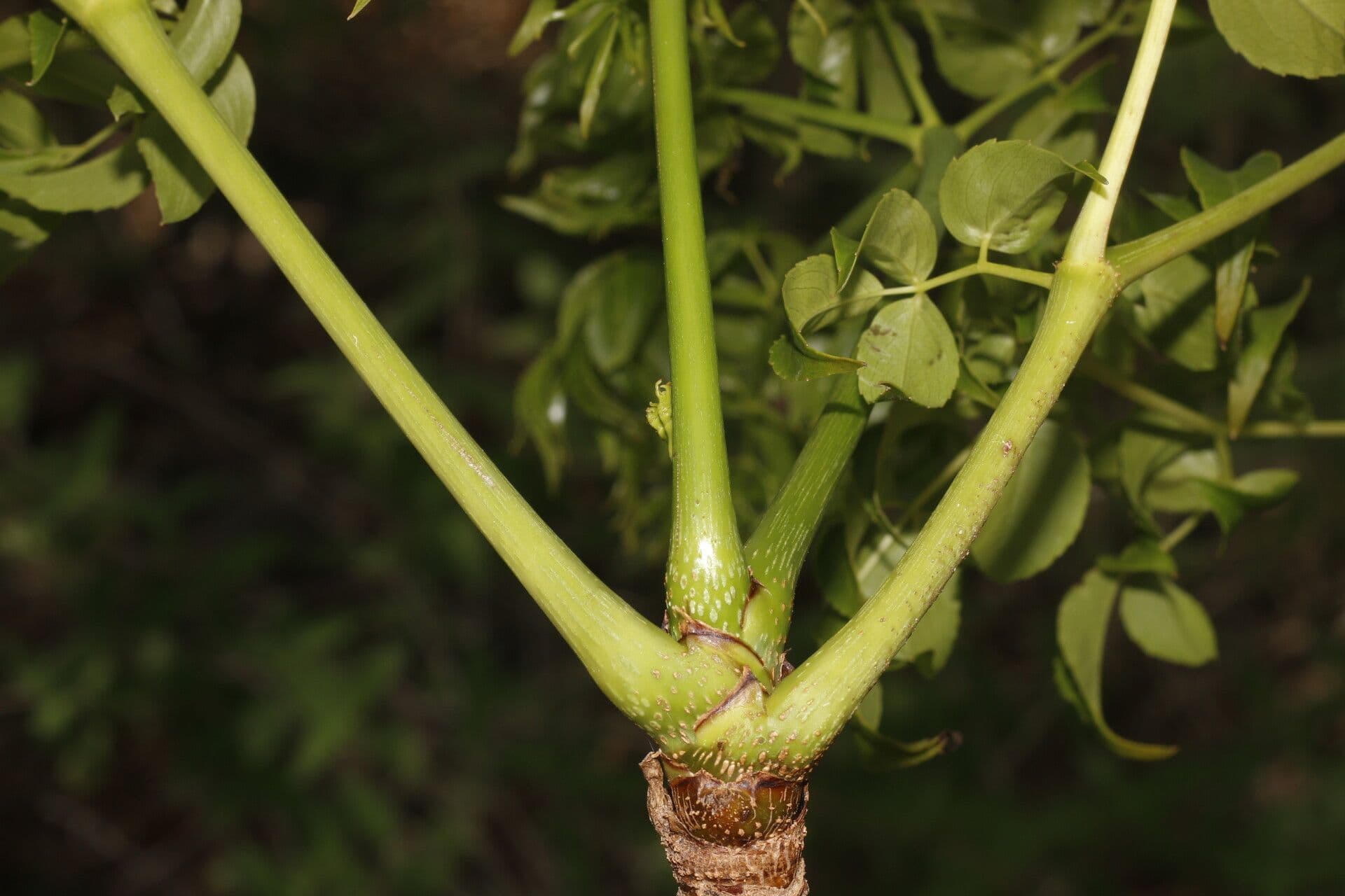 Aralia excelsa 11