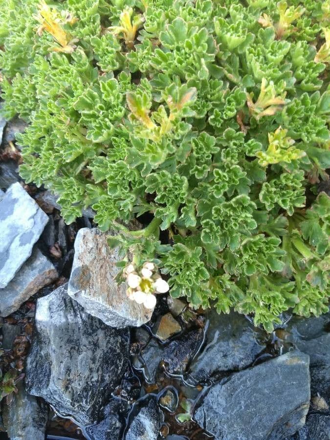 Saxifraga 13