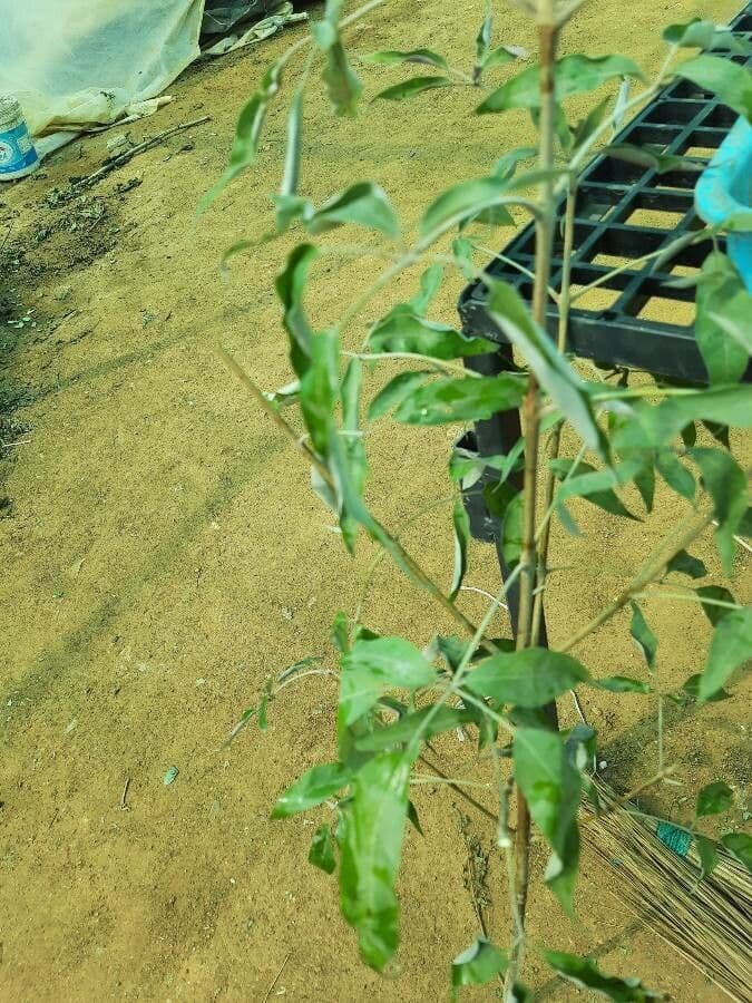 Vitex 22