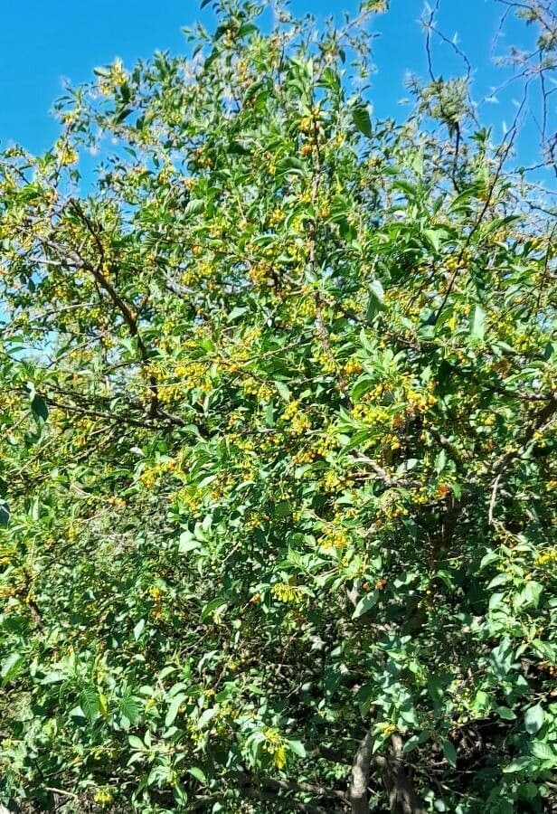 Vassobia breviflora 10