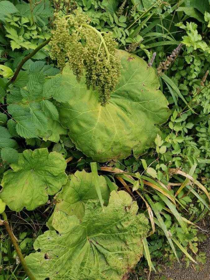 Astilboides 9
