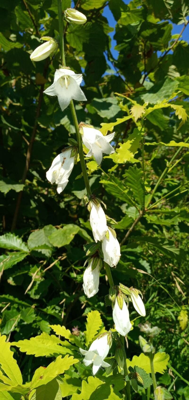 Campanula 24