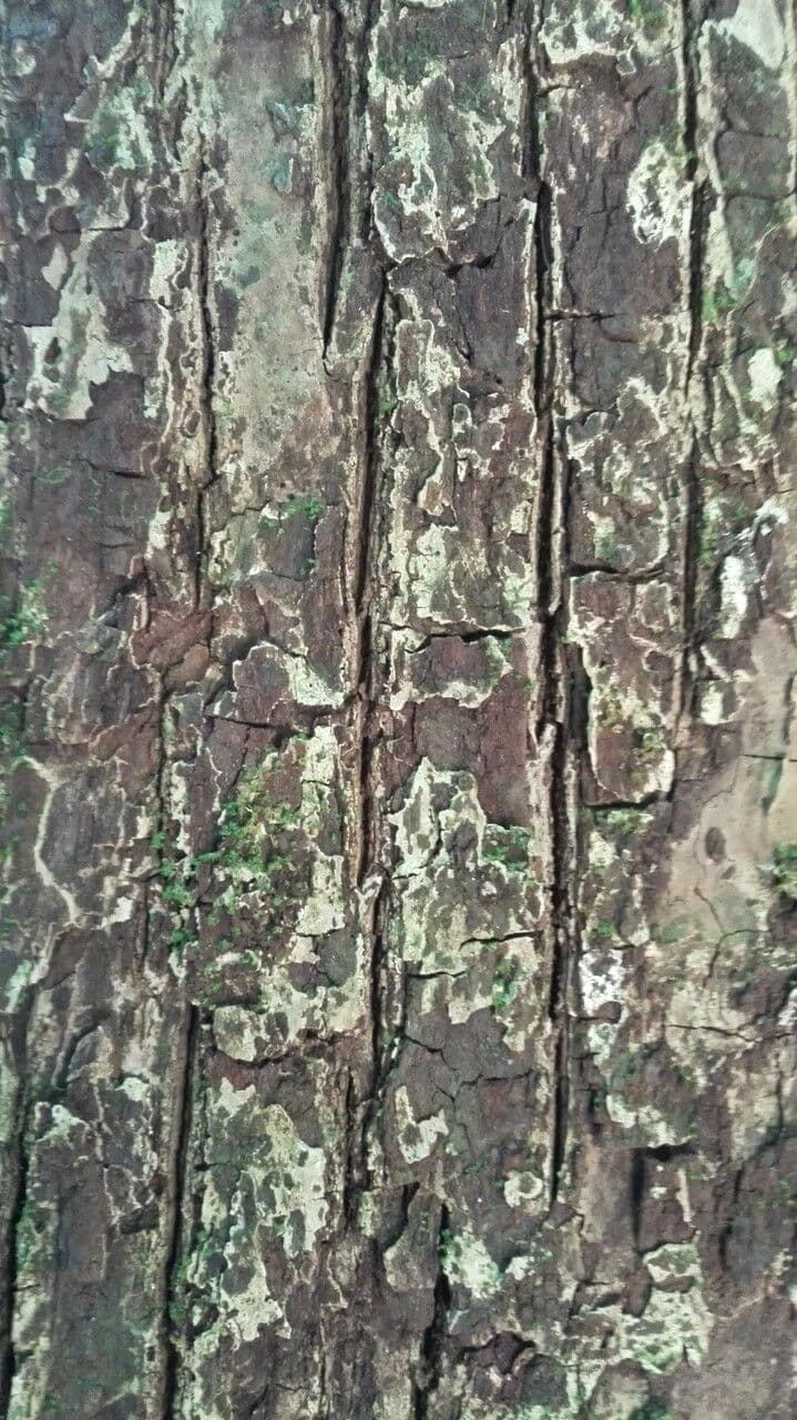 Manilkara 10