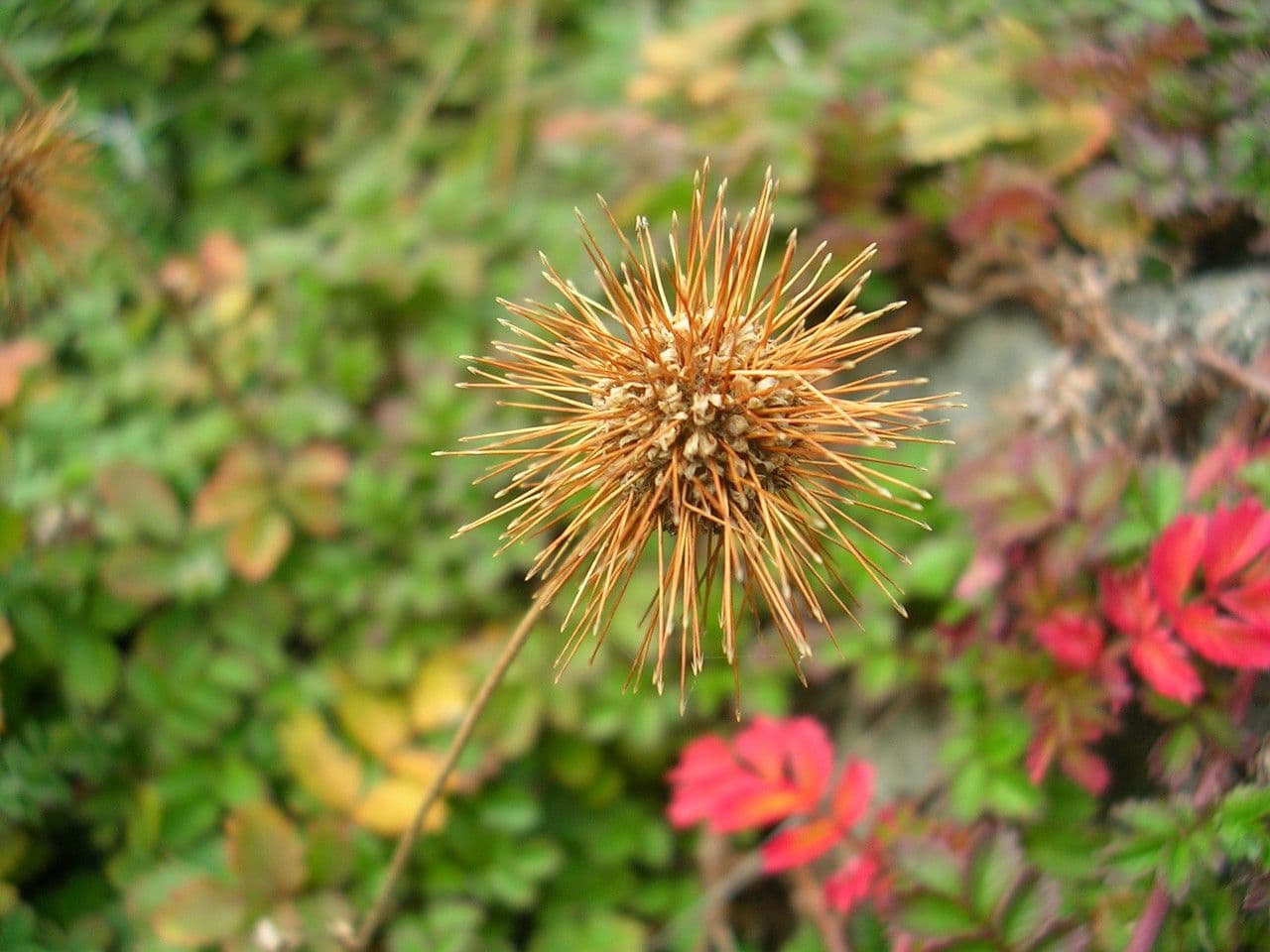 Acaena 5