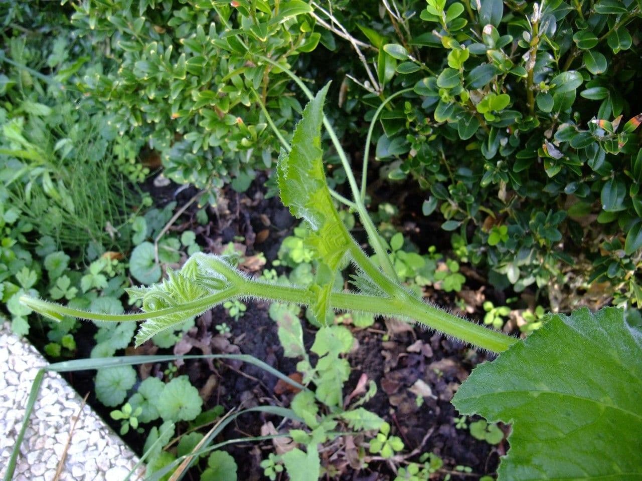 Zucca moscata 14