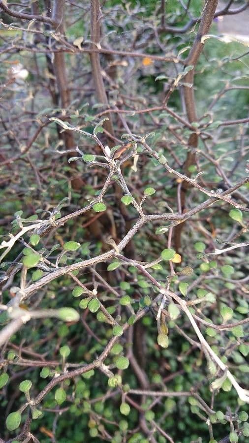 Corokia 22