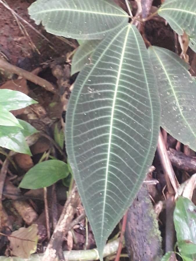 Miconia 10