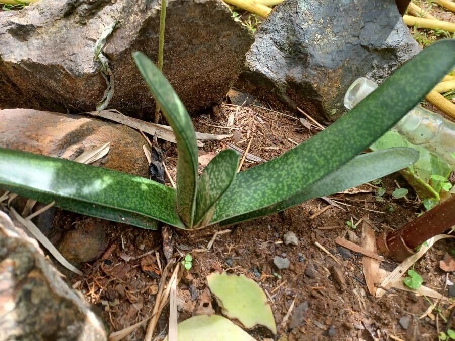 Gasteria 6