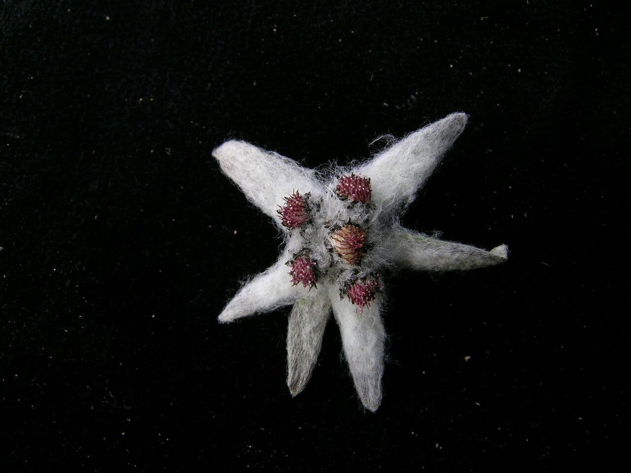 Edelweiss 3