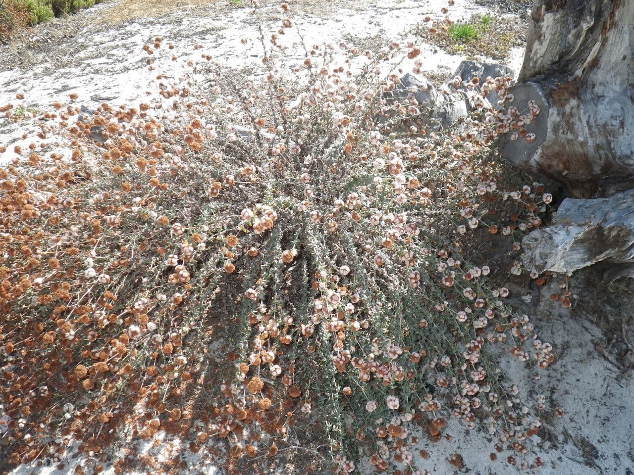 Küsten-Sandknöterich 8