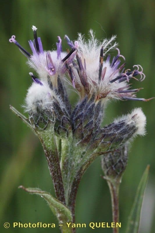 Saussurea 3