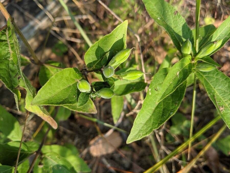 Ruellia