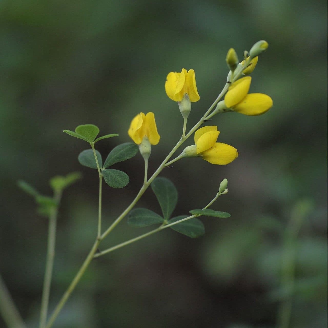 Baptisia tinctoria 6