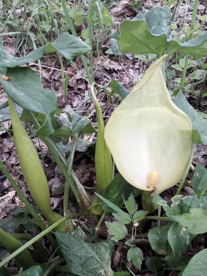 Aro 10