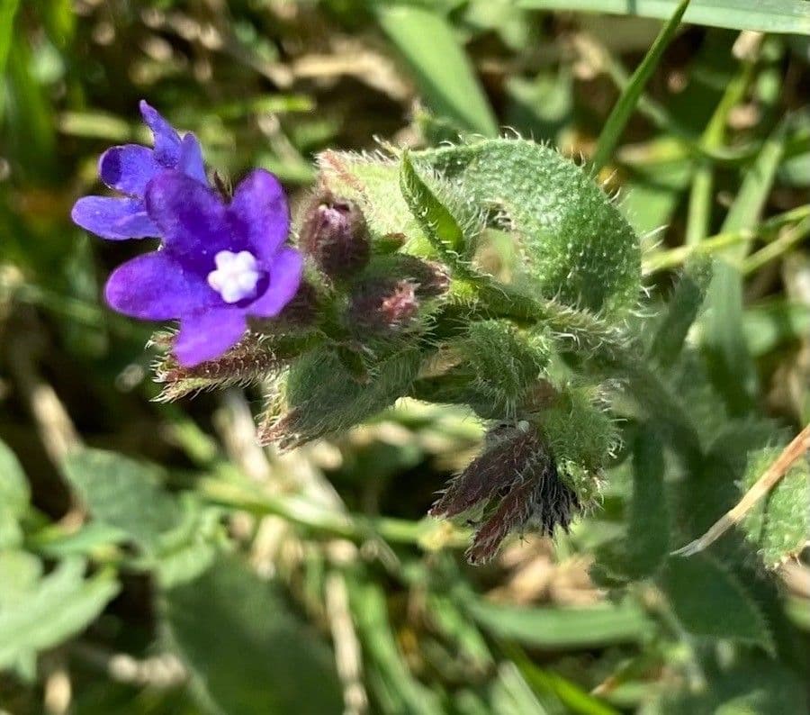 Lingua di bue officinale 17