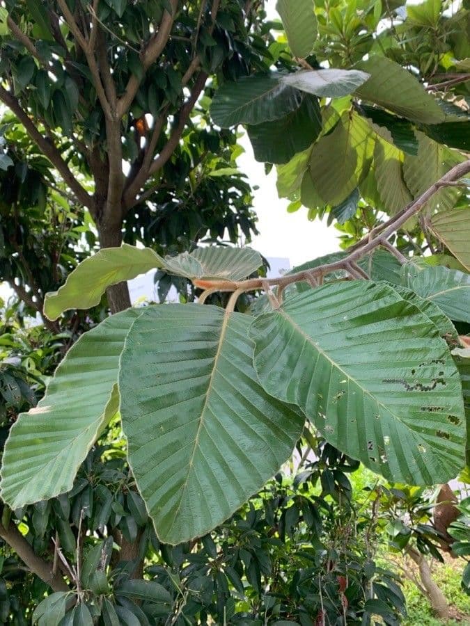 Dipterocarpus 8