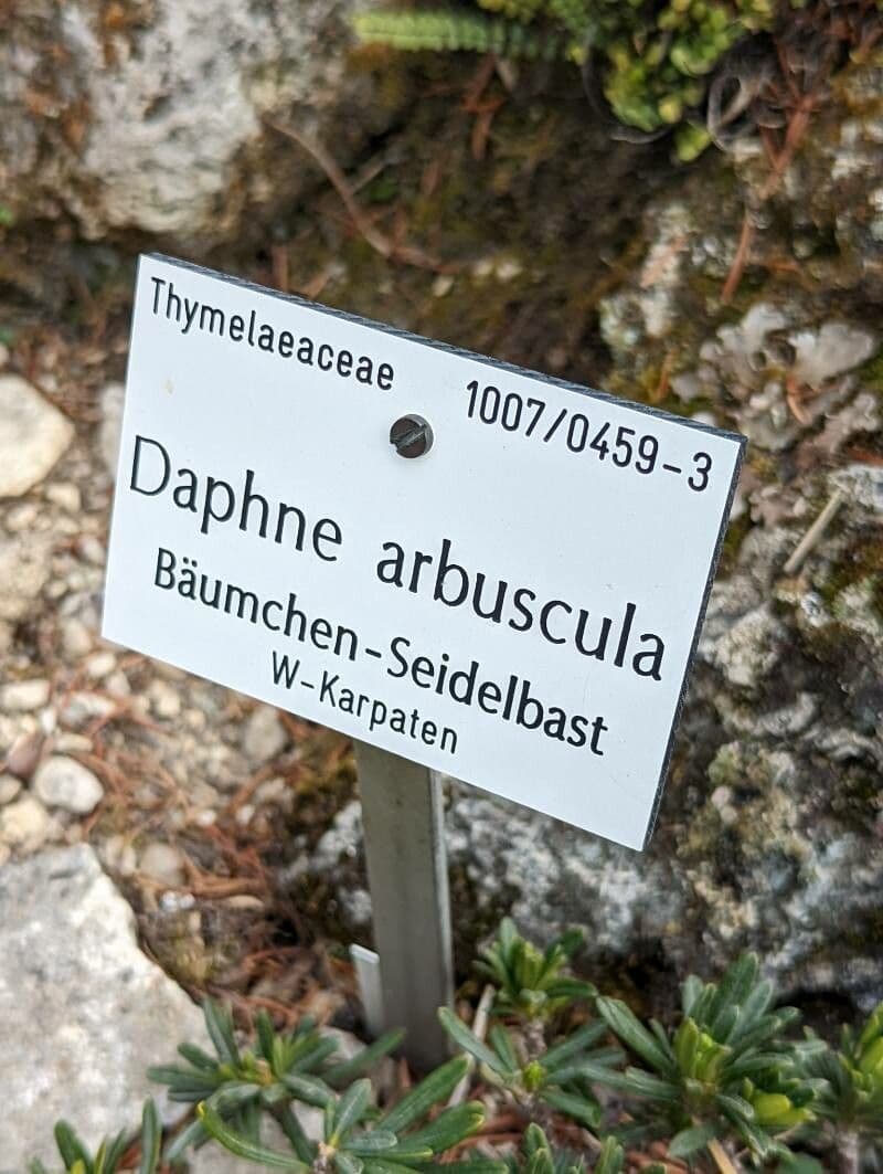 Difenbaachie 14
