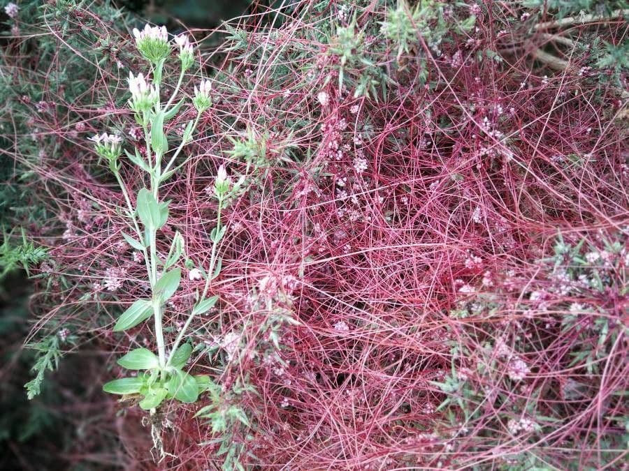 Cuscuta del timo 25