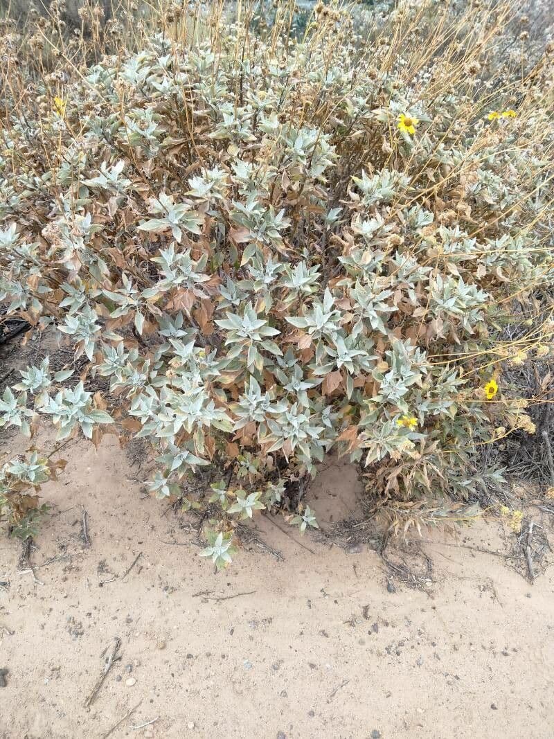 Encelia 9