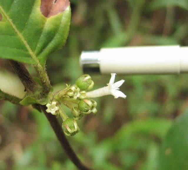 Panama-Sabicea 8