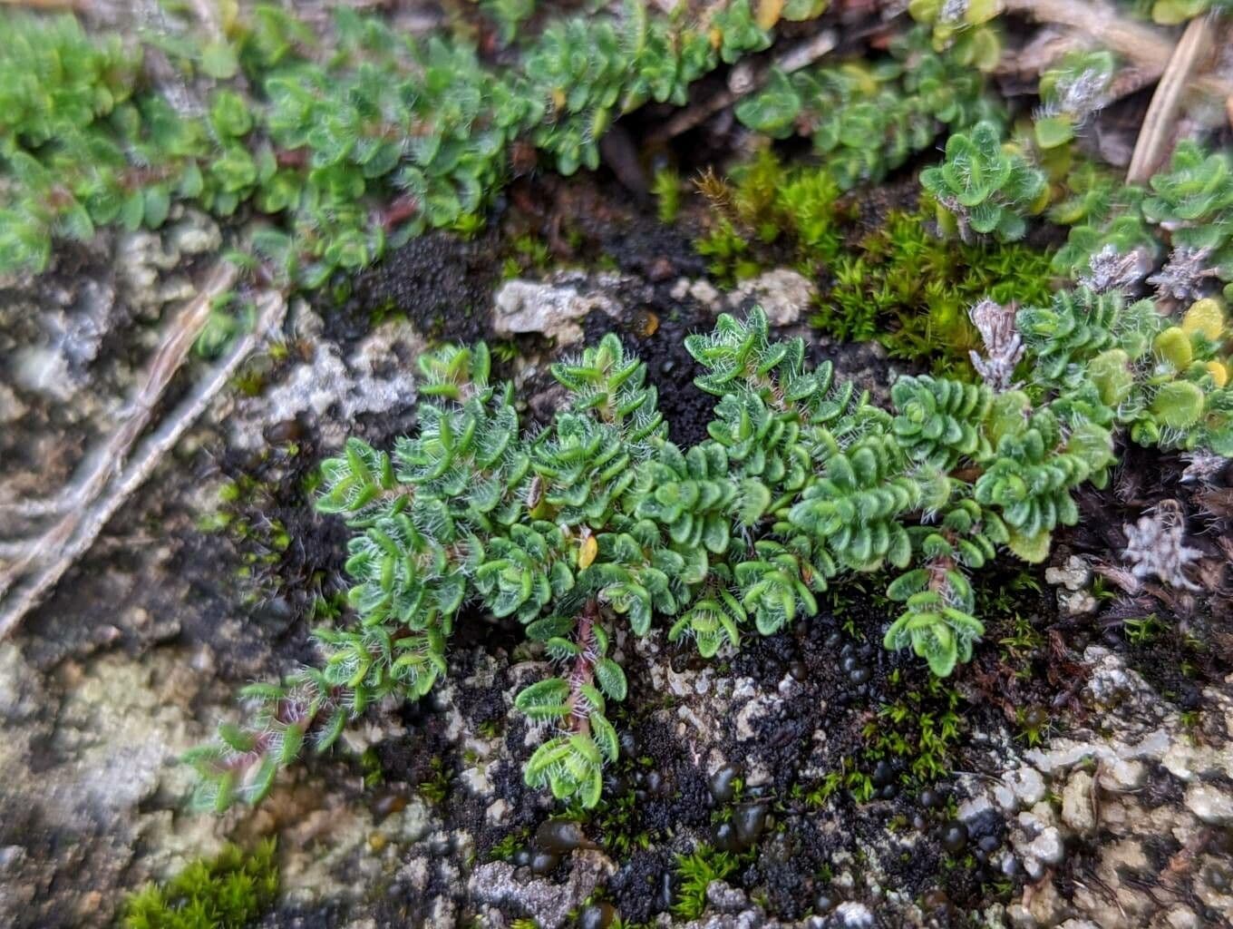 Zottiger Thymian 7