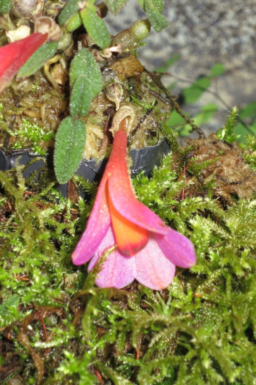Dendrobium 12
