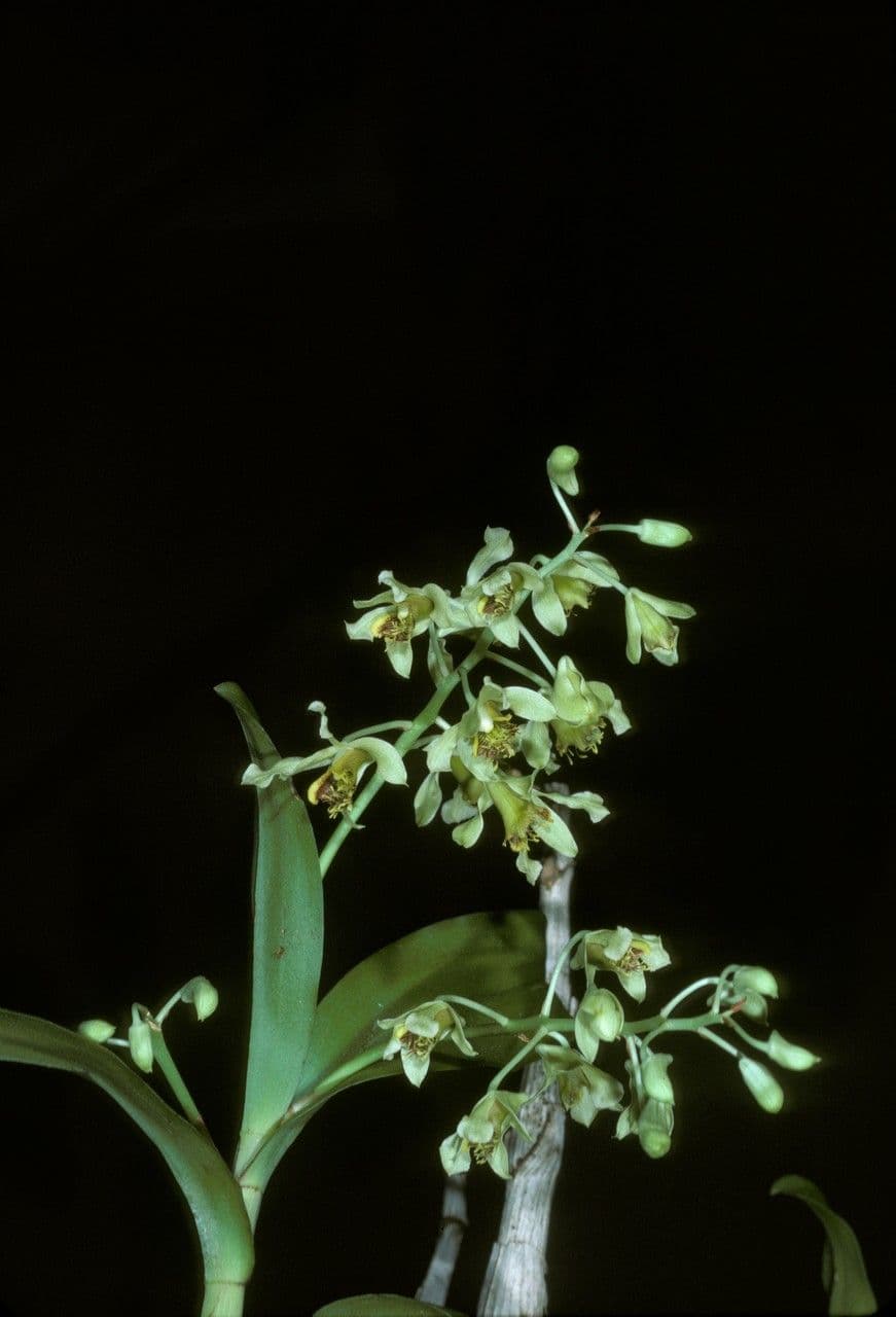 Bewimperte Sudamerlycaste