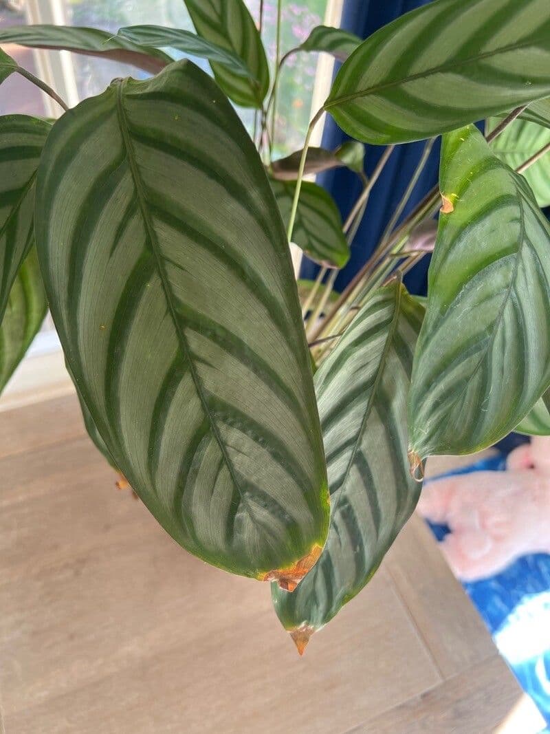 Ctenanthe setosa 7