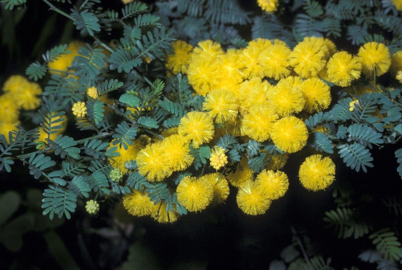 Acacia pulchella 3
