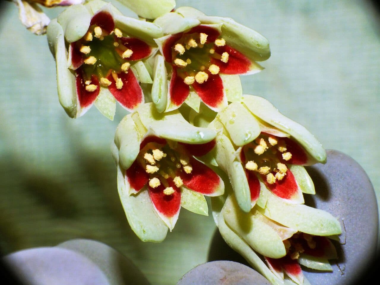Pachyphytum 6