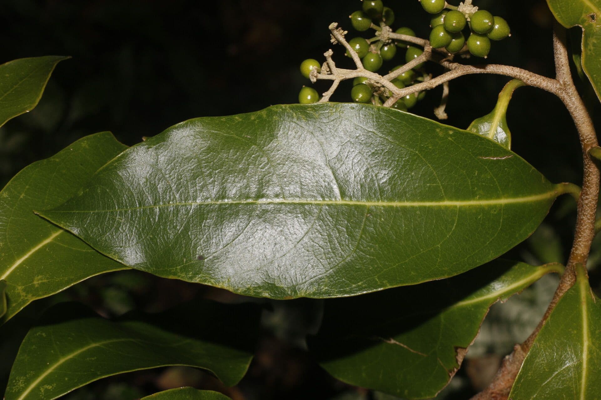 Daphnopsis americana 2
