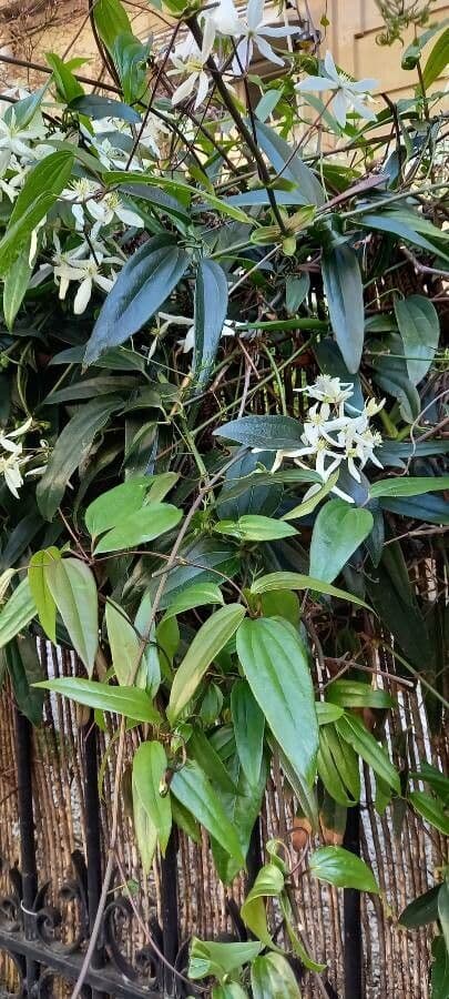 Clematis di Armand 12