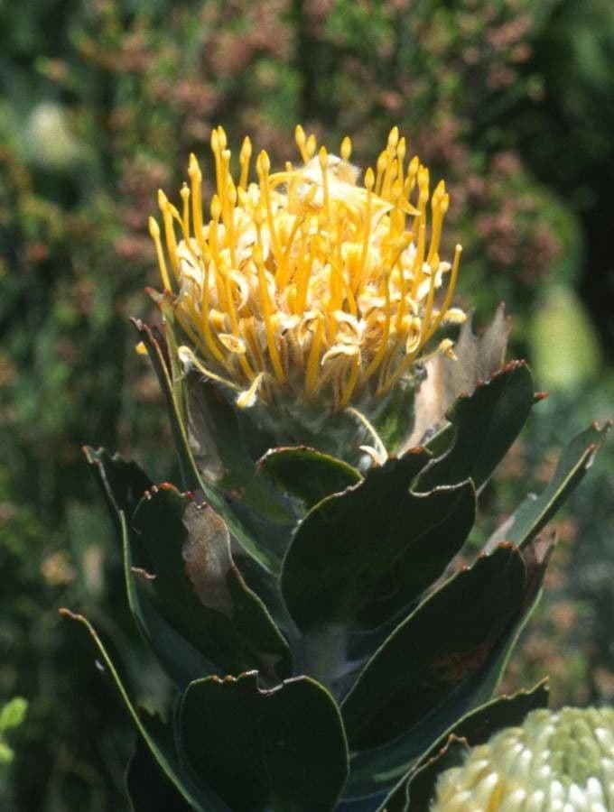 Leucospermum 2