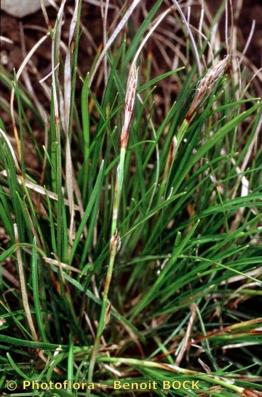 Dwarf sedge 24